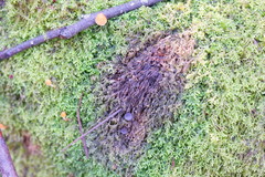 Lamprospora