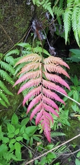 Woodwardia orientalis