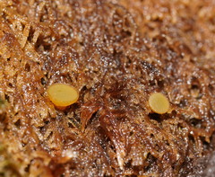 Lamprospora