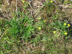Potentilla multifida