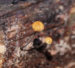 Marasmius alveolaris
