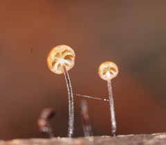 Marasmius alveolaris