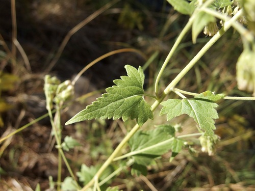 Image of Brickellia grandiflora by (c) Sue Carnahan, some rights reserved (CC BY)