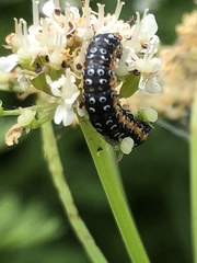 Depressaria daucella