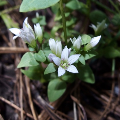 Image of Gentianella microcalyx by (c) Sue Carnahan, some rights reserved (CC BY)
