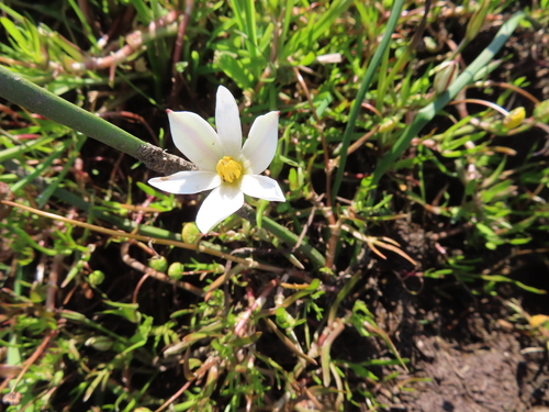 Image of Pauridia aquatica by (c) linkie, some rights reserved (CC BY)