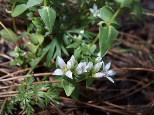Image of Gentianella microcalyx by (c) Sue Carnahan, some rights reserved (CC BY)
