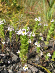 Euphrasia maximowiczii