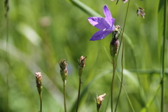 Campanula stevenii