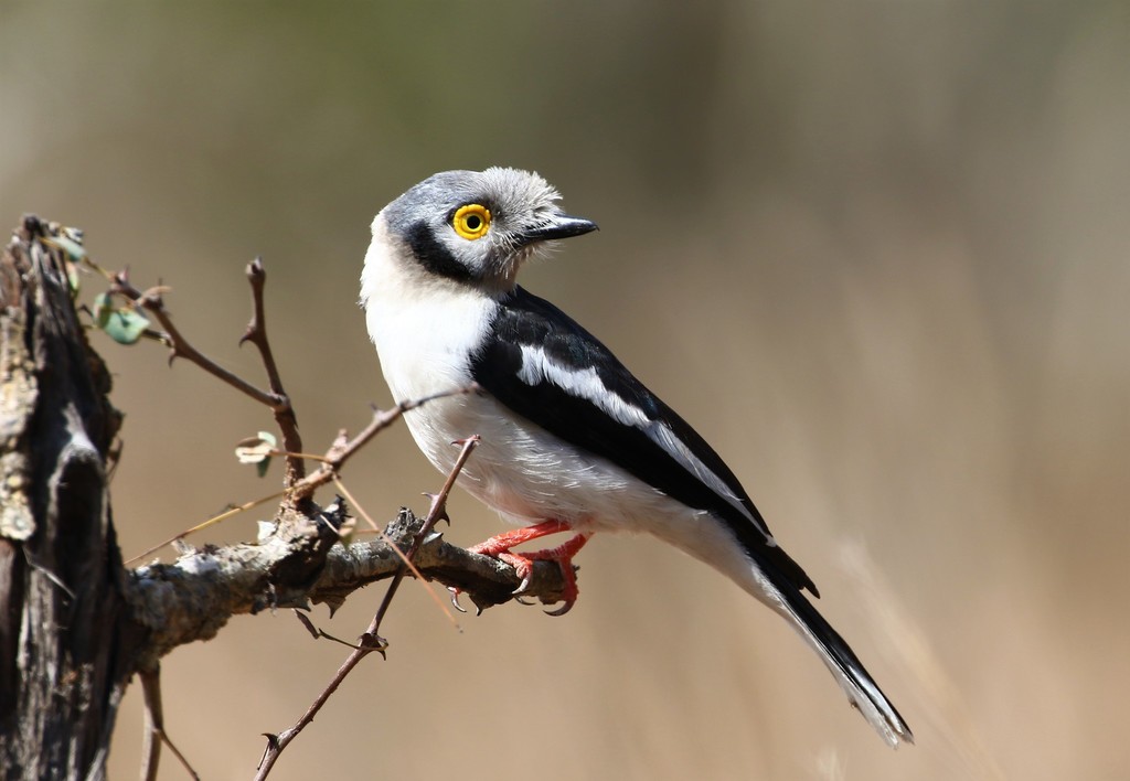 White-crested Helmetshrike photo