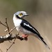 White-crested Helmetshrike - Photo (c) Carmelo López Abad, some rights reserved (CC BY-NC), uploaded by Carmelo López Abad