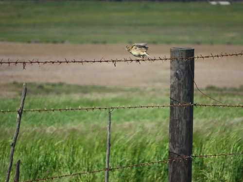 African Pipit (Anthus cinnamomeus), photo 10