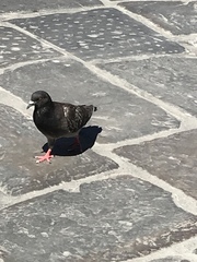 Columba livia domestica