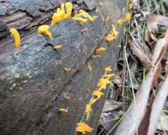 Calocera sinensis