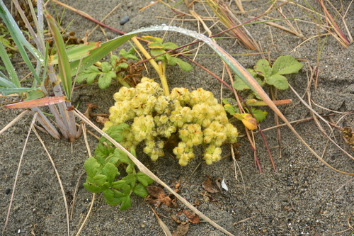 Image of Glehnia littoralis by no rights reserved