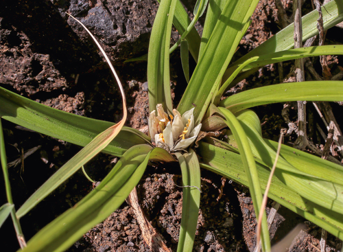 Androcymbium hierrense