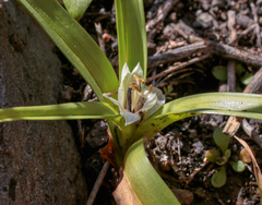 Colchicum hierrense