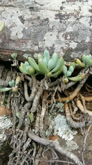 Curio crassulifolius