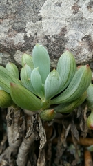 Curio crassulifolius