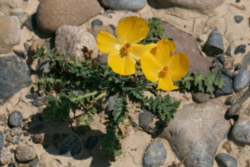 Glaucium fimbrilligerum (Glaucium fimbrilligerum)