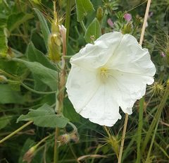 Convolvulus betonicifolius