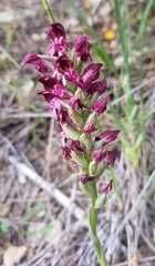 Anacamptis coriophora fragrans