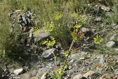 Angelica sachokiana