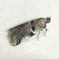 Quasisalebria admixta