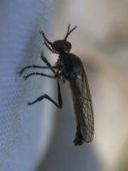 Dioctria