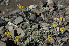 Cladochaeta candidissima