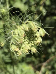 Daucus carota