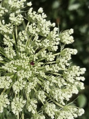 Daucus carota