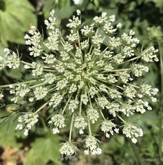 Daucus carota