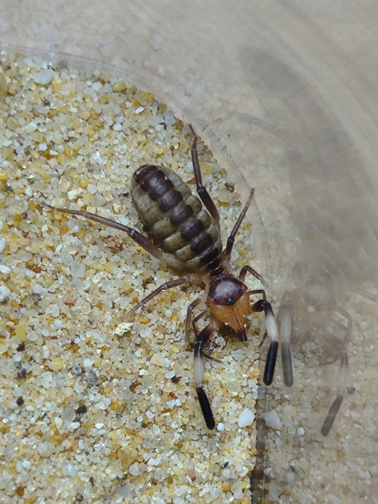 Gluviopsilla discolor