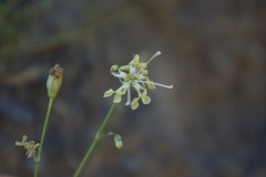 Silene dagestanica