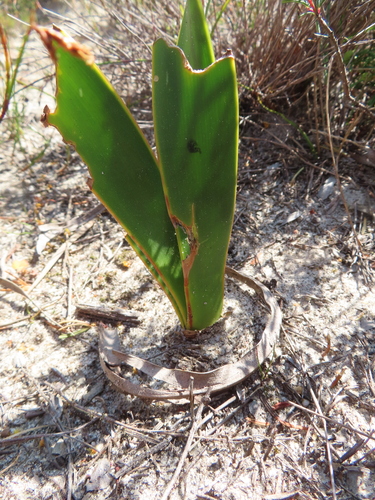 Cyrtanthus carneus