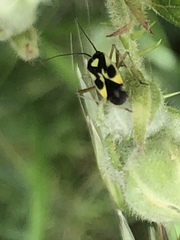 Grypocoris stysi