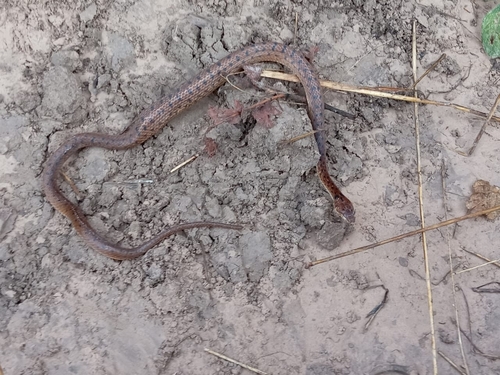 Western Cat-eyed Snake