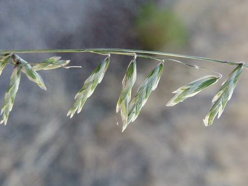 Porter's Melicgrass (Melica porteri)