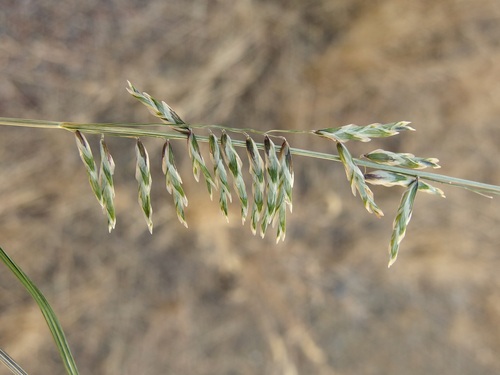 Image of Melica porteri by (c) Sue Carnahan, some rights reserved (CC BY)