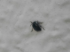 Canthophorus maculipes