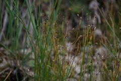 Trichophorum pumilum