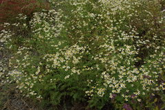 Tanacetum leptophyllum