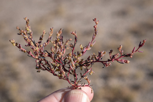 western seablite (Suaeda occidentalis)