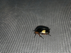 Pedinorrhina trivittata