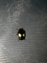 Pedinorrhina trivittata