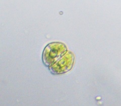 Desmidiaceae