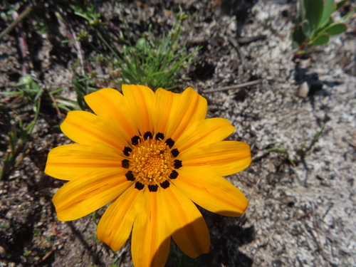 Image of Gazania pectinata by (c) linkie, some rights reserved (CC BY)