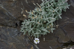 Cerastium dagestanicum