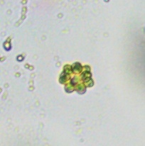 Coelastrum
